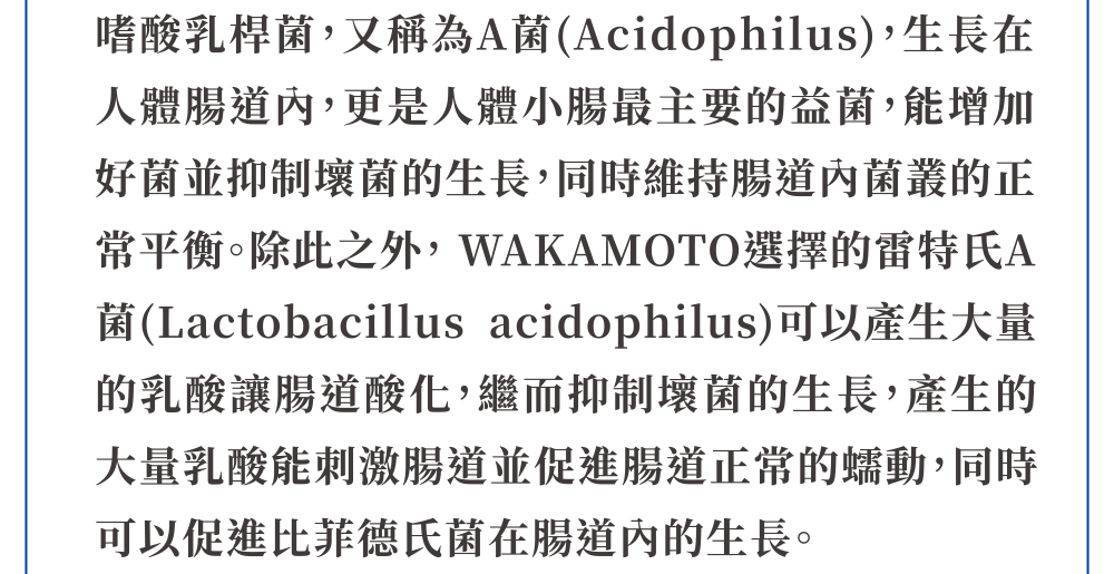 嗜酸乳桿菌 A菌 Acidophilus 益菌 抑制壞菌 菌叢平衡 雷特氏A菌 Lactobacillus acidophilus 腸道酸化 腸道蠕動 比菲德氏菌