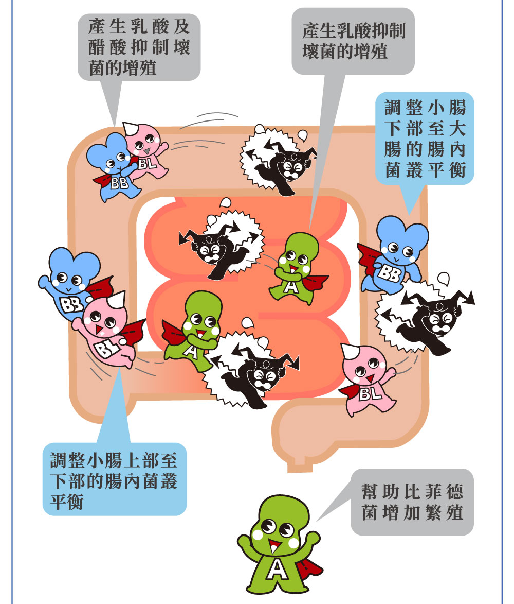 日本 WAKAMOTO 乳酸菌 研究成果 若元益生菌 比菲德氏菌中 比菲德氏B菌 WB1003 比菲德氏龍根菌 WB1001 雷特氏A菌 整腸效果。