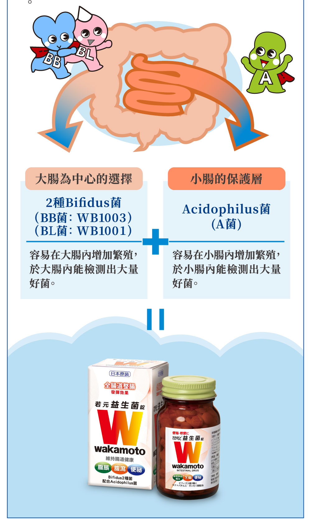 大腸為中心的選擇 2種Bifidus菌 WB1003 WB1001 小腸的保護層 Acidophilus菌 A菌
